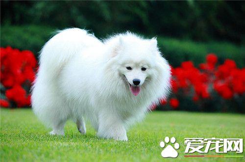 銀狐犬多大開始訓練 三到六個月最適合訓練