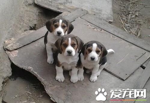 比格犬怎麼訓練上廁所 訓練比格犬定點上廁所
