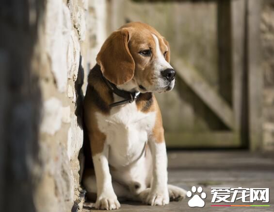 比格犬怎麼訓練上廁所 訓練比格犬定點上廁所