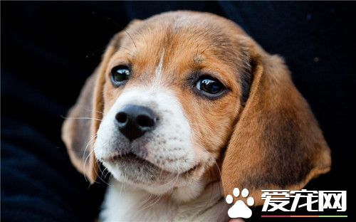 比格犬怎麼訓練獵兔 訓練時需要經常地鼓勵