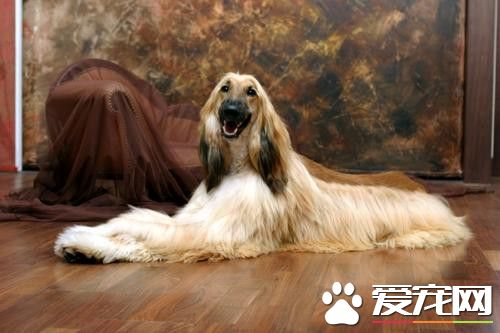 阿富汗獵犬打架厲害嗎 奔跑的速度極快