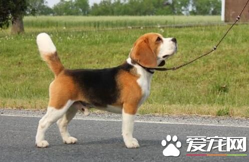 比格犬怎麼訓練獵兔 訓練時需要經常地鼓勵