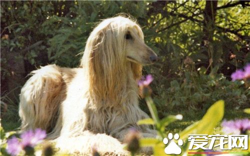 阿富汗獵犬不聽話 不提倡采取“棍棒”教育