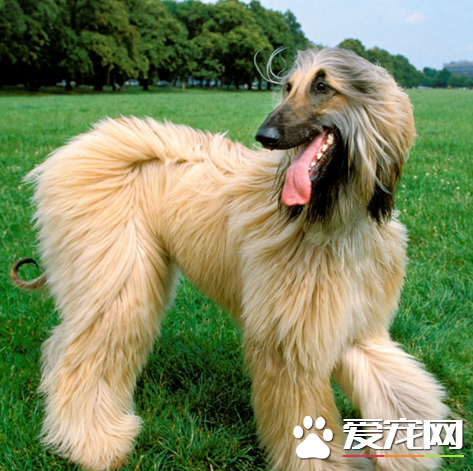 阿富汗獵犬打架厲害嗎 奔跑的速度極快