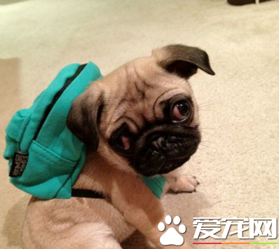 巴哥犬的訓練 喂些食物予以鼓勵