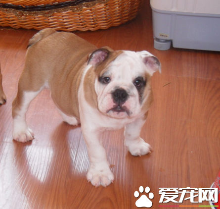 英國斗牛犬不聽主人話 相關的解決方法