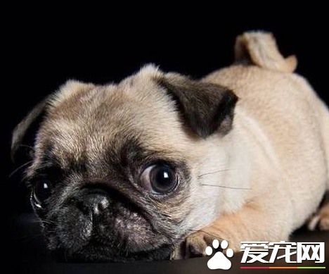 巴哥犬的訓練 喂些食物予以鼓勵