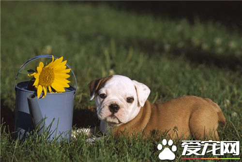 英國斗牛犬不聽主人話 相關的解決方法