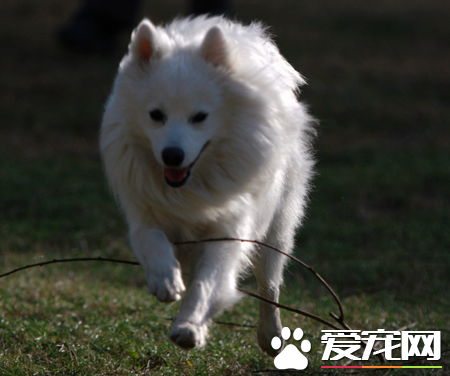 銀狐犬訓練方法 喂食是個很好的機會
