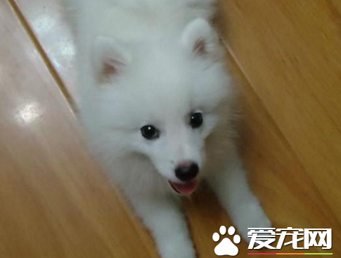 銀狐犬訓練方法 喂食是個很好的機會