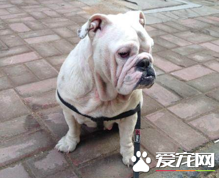 英國斗牛犬不聽主人話 相關的解決方法