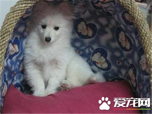 銀狐犬訓練方法 喂食是個很好的機會