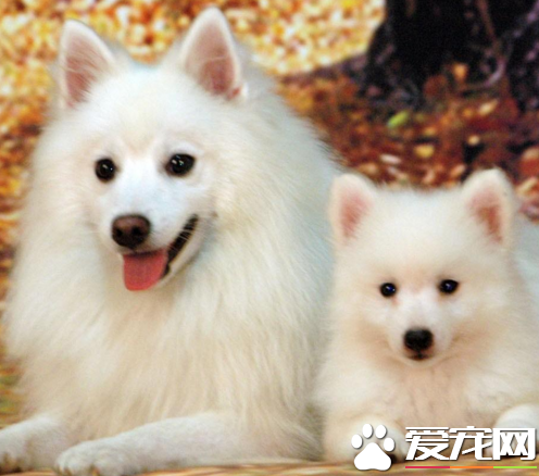 怎樣訓銀狐犬 對主人十分的順從