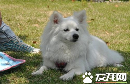 怎樣訓銀狐犬 對主人十分的順從