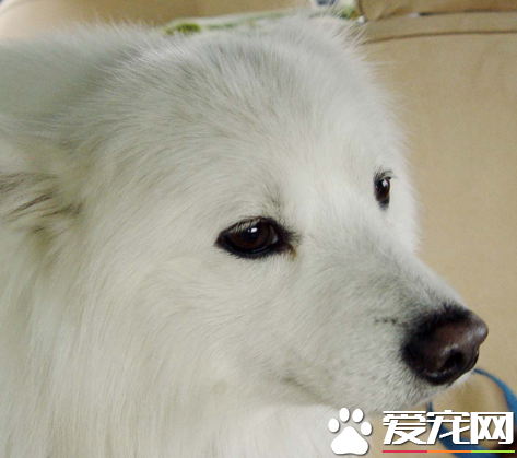 怎樣訓銀狐犬 對主人十分的順從