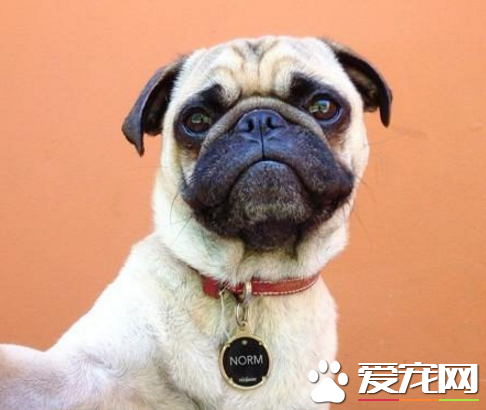 巴哥犬粘人程度 最好要從幼犬開始訓練