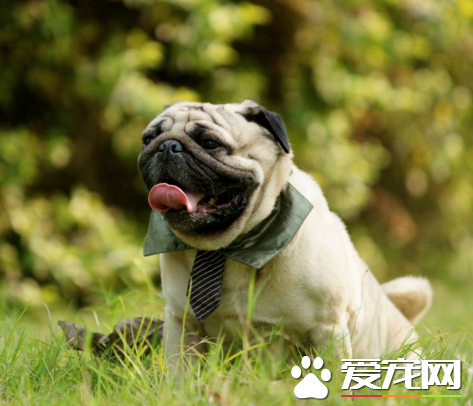 巴哥犬粘人程度 最好要從幼犬開始訓練