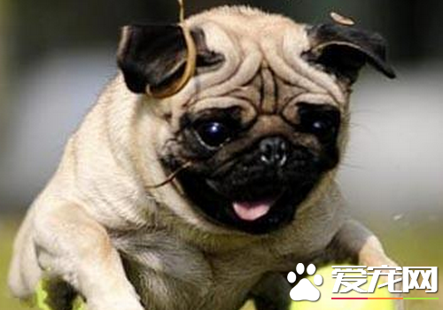 巴哥犬粘人程度 最好要從幼犬開始訓練