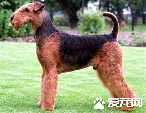 萬能梗犬好訓嗎 如何訓練萬能梗吃東西