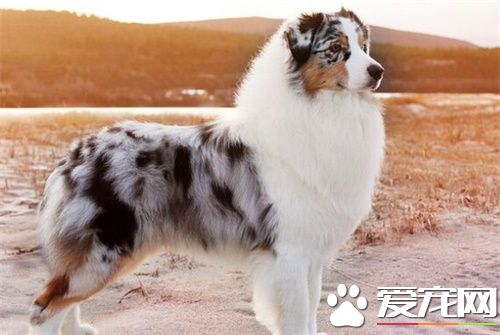 澳洲牧羊犬上廁所訓練 訓練狗狗上廁所的步驟