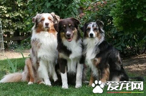 澳洲牧羊犬上廁所訓練 訓練狗狗上廁所的步驟