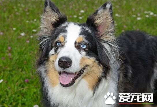 澳洲牧羊犬上廁所訓練 訓練狗狗上廁所的步驟