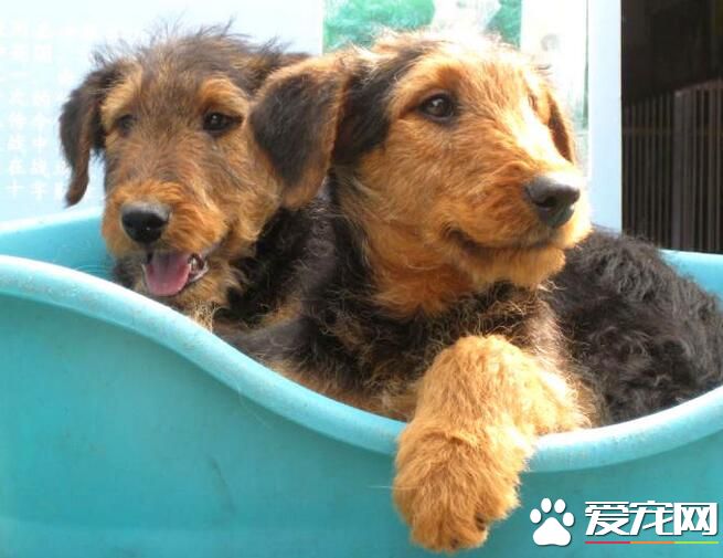 萬能梗犬好訓嗎 如何訓練萬能梗吃東西