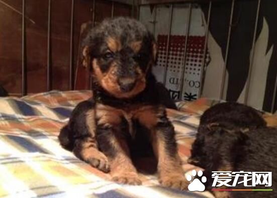 萬能梗犬好訓嗎 如何訓練萬能梗吃東西