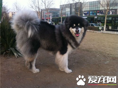 阿拉斯加雪橇犬幼犬訓練 要和它建立真誠的友誼