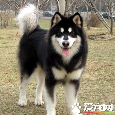 阿拉斯加雪橇犬幼犬訓練 要和它建立真誠的友誼