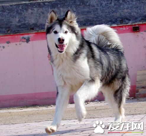 阿拉斯加雪橇犬幼犬訓練 要和它建立真誠的友誼