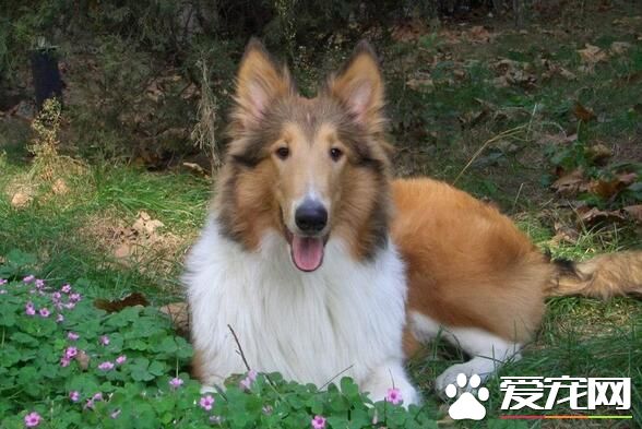 蘇格蘭牧羊犬訓練便便 在固定地點大小便