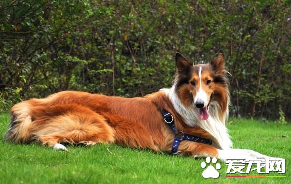 蘇格蘭牧羊犬訓練便便 在固定地點大小便