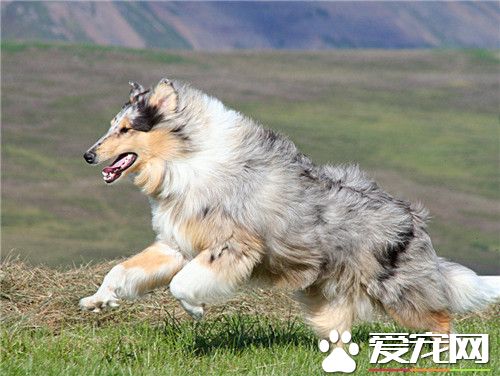 蘇格蘭牧羊犬訓練便便 在固定地點大小便