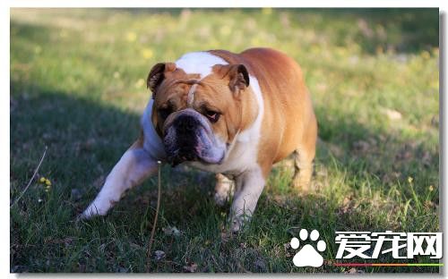 訓練法國斗牛犬 要從2個月開始為黃金時間