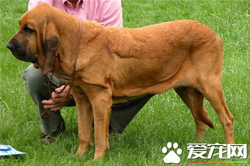 訓練巴哥犬坐 糾正壞習慣時要持久和堅決