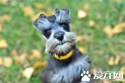 訓練迷你雪納瑞 給狗狗制定一套訓練計劃