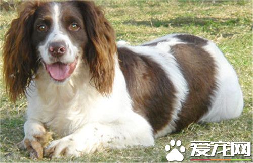 訓練史賓格犬上廁所 在固定地方上廁所