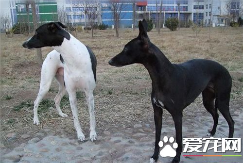 有關靈缇犬的訓法 靈缇犬的幾種訓練方法