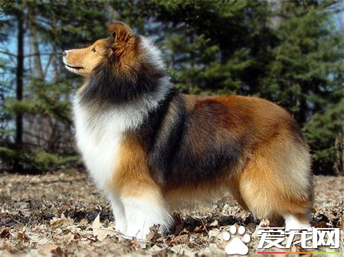 訓練喜樂蒂牧羊犬 訓練時要給愛犬套上狗繩