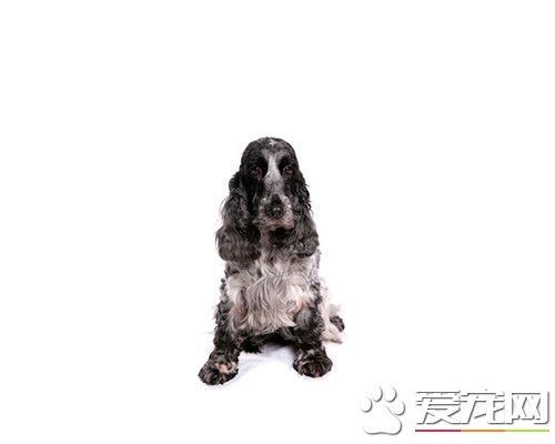 英國可卡犬怎麼馴養 應當用親切的言行予以表揚