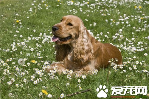 英國可卡犬好訓練嗎 英國可卡犬是很好訓練的