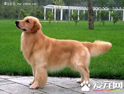 金毛尋回犬馴養 金毛犬訓練手勢有哪些