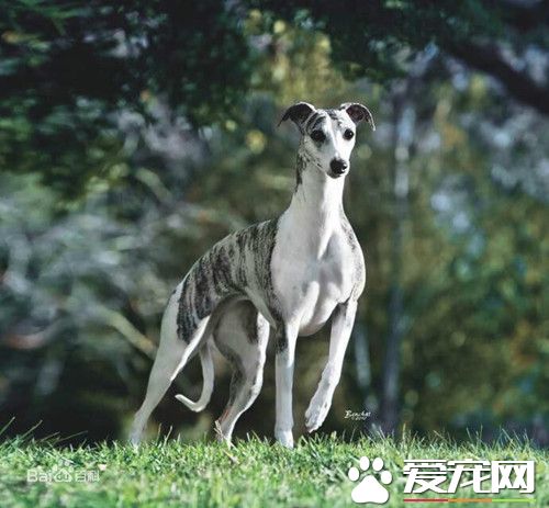 怎樣訓練惠比特盯光 出生後的5個月適合訓練