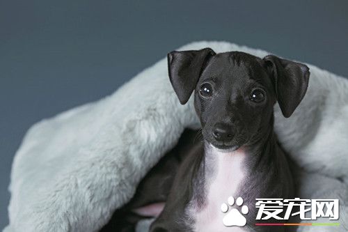 怎麼樣訓練靈缇犬逮兔子 找有逮兔子經驗的成年狗帶