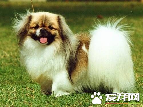 怎麼樣訓練西藏獵犬看家 西藏獵犬訓練注意事項