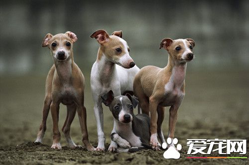 怎麼樣訓練靈缇犬攆兔 主要目的是認識獵物