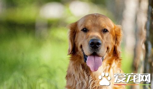 怎麼樣訓練金毛尋回犬 最重要的一點是要有愛心