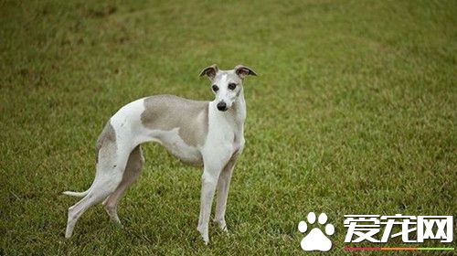 怎樣訓練惠比特回叼 惠比特的特征及馴養