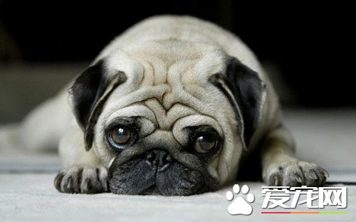 怎麼訓練巴哥犬 訓練八哥犬的方法有哪些